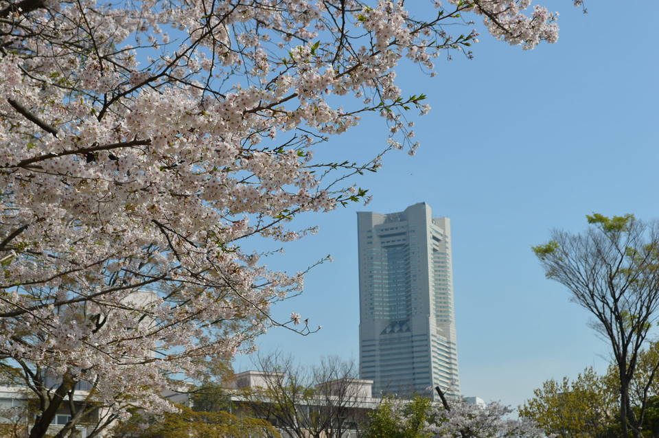 【予告】桜の開花状況をお知らせします。の写真