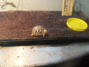 爬虫類館の子ガメ