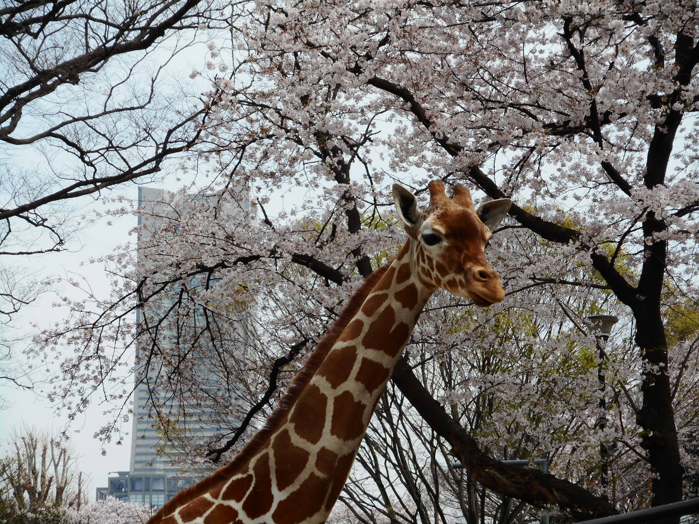キリンの桜の楽しみ方の写真