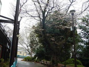 雨でもサクラは順調！【3月21日】