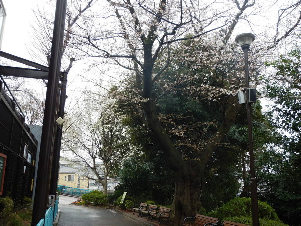 雨でもサクラは順調！【3月21日】の写真
