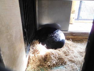 今年の冬は、ツキノワグマも寒かった！