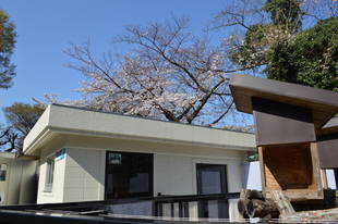 まもなく満開（3月25日）