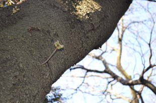 17日現在のソメイヨシノ