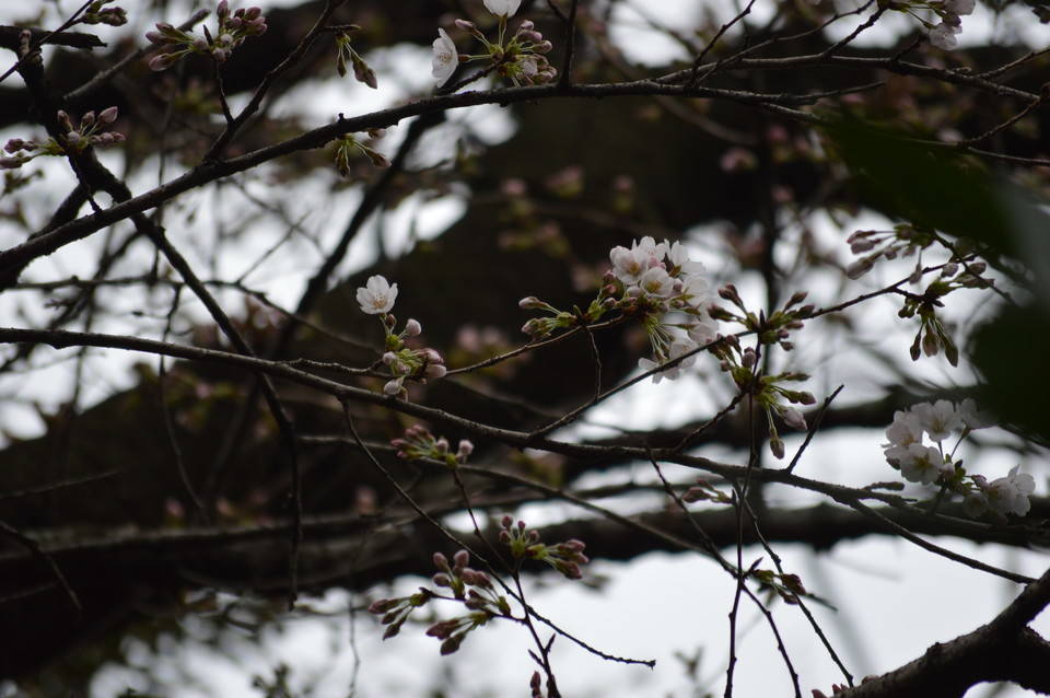 19日開花宣言の写真