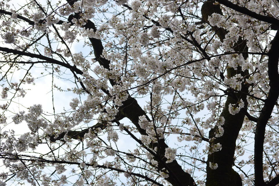 24日の桜開花状況の写真