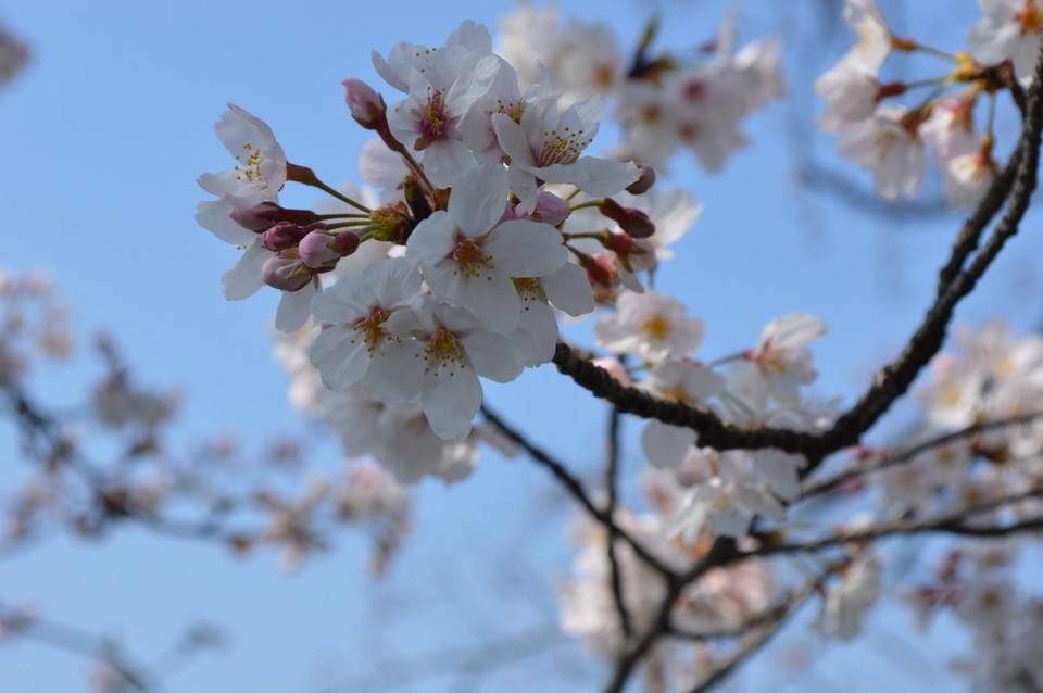 公園内も見頃です。（3/28）の写真