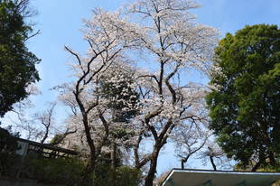 動物園内は満開です