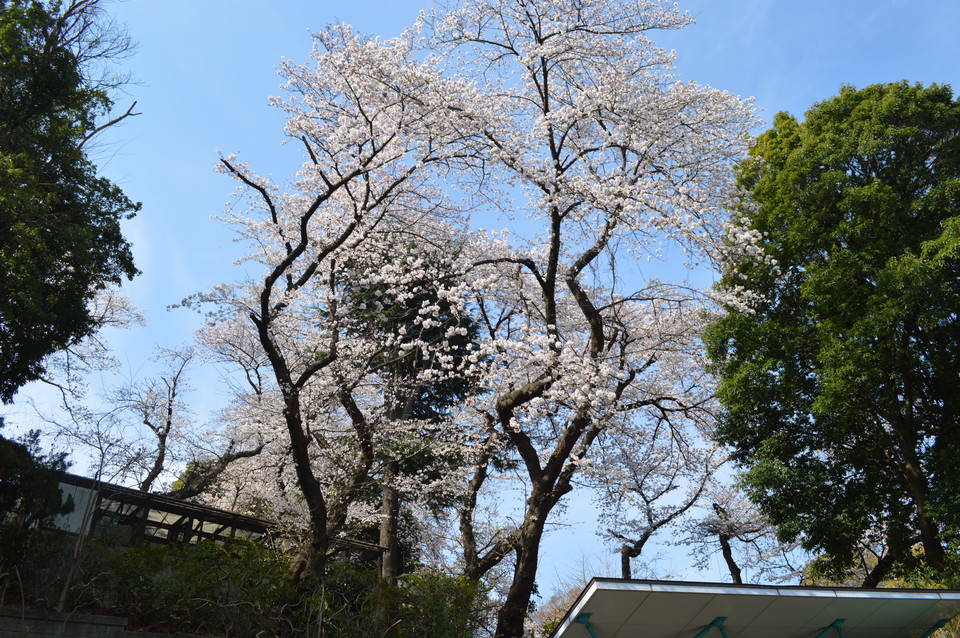動物園内は満開ですの写真