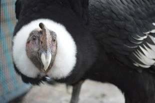 コンドルに春が来た？