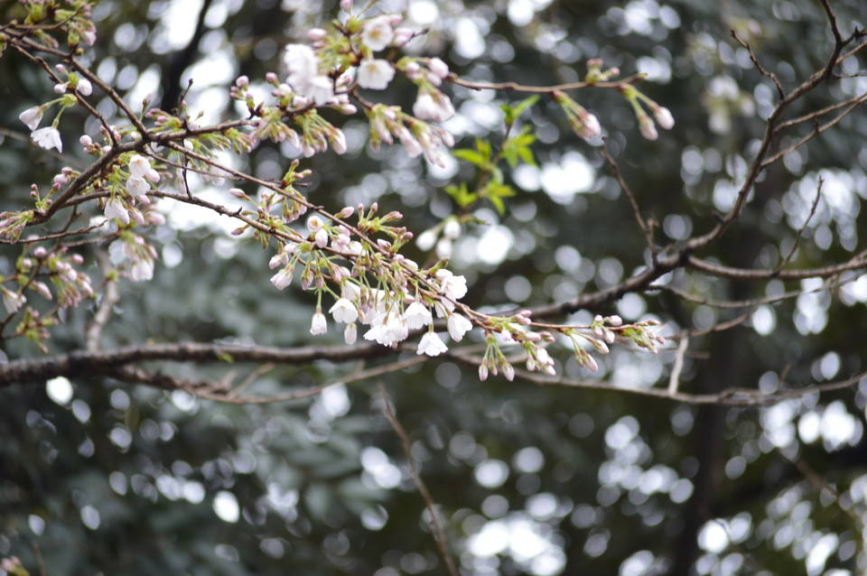 動物園内の桜の写真