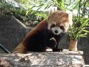 つかみの技をご覧あれ！