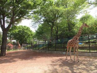 「モミジ」もトレーニング頑張っています