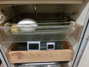 コンドルの卵はどうなったかというと・・・