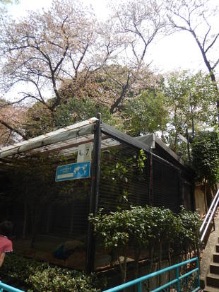 花びらもクジャクも舞っています