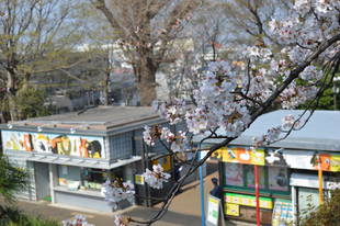 桜情報~まもなく見納め~(4/1)