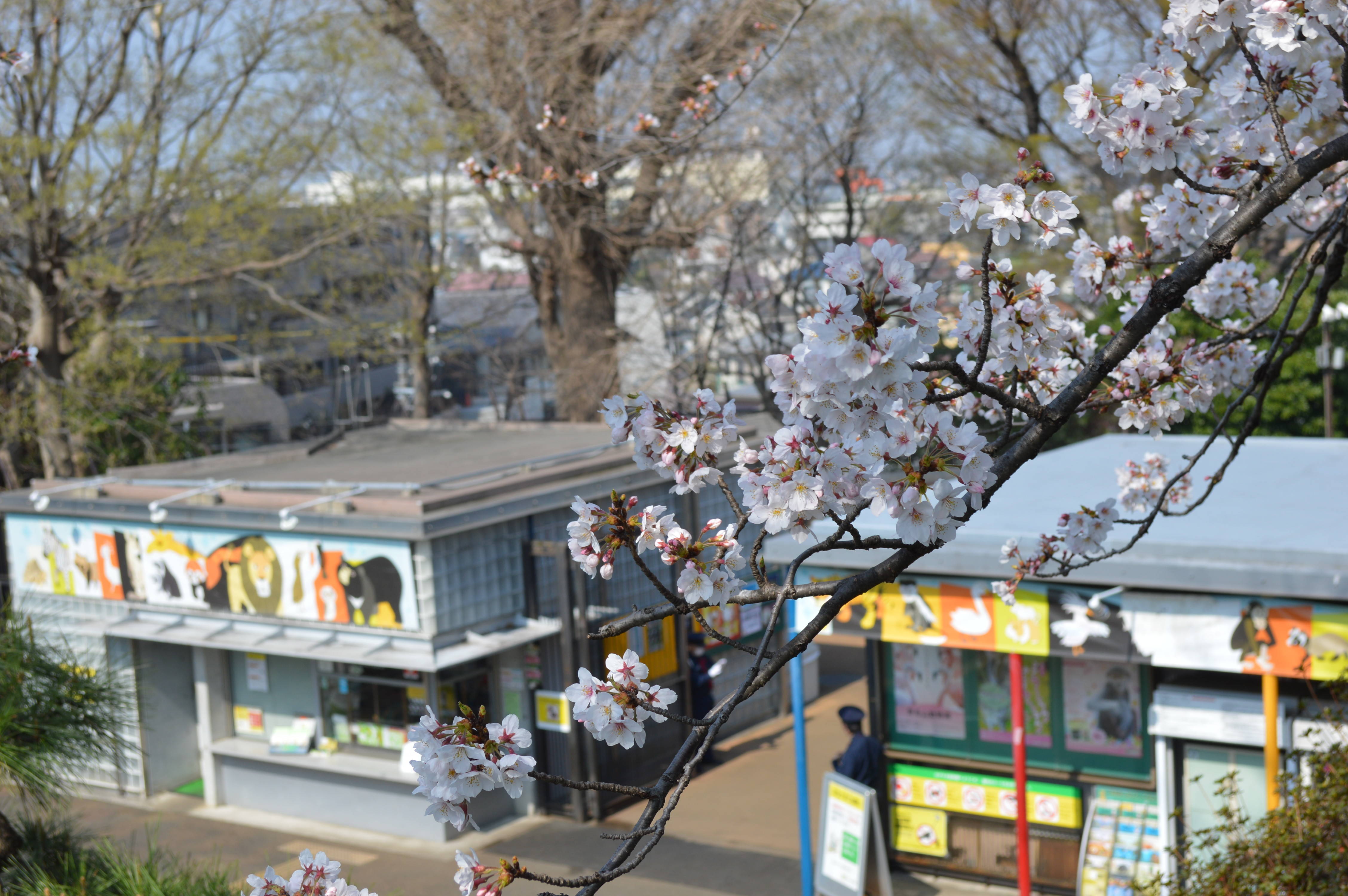 桜情報~まもなく見納め~(4/1)の写真