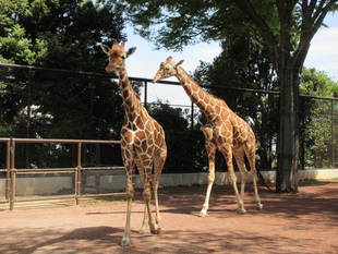 そらとモミジの近況