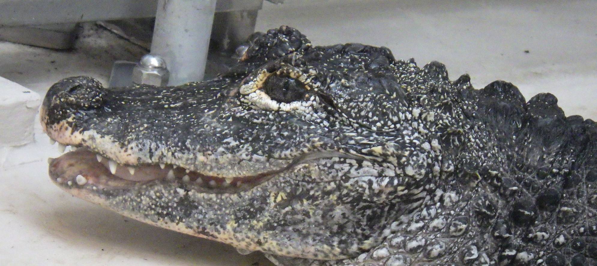 【爬虫類館】どうぶつガイドの写真