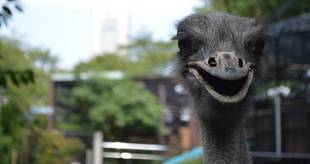 【ダチョウ】どうぶつガイド