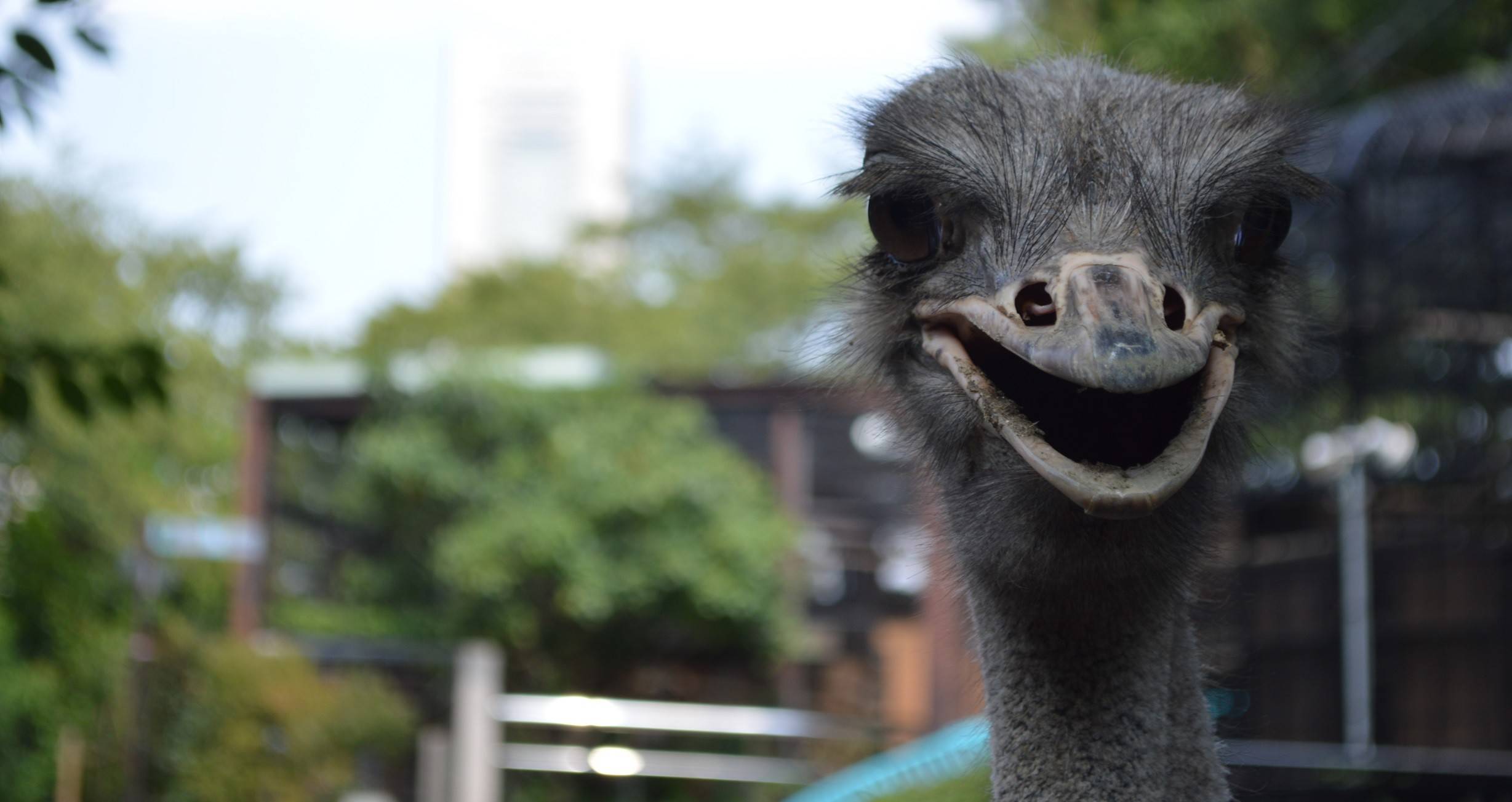 【ダチョウ】どうぶつガイドの写真