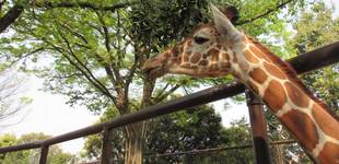 【キリン】どうぶつガイド　