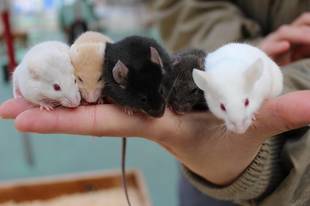 最近のハツカネズミたち