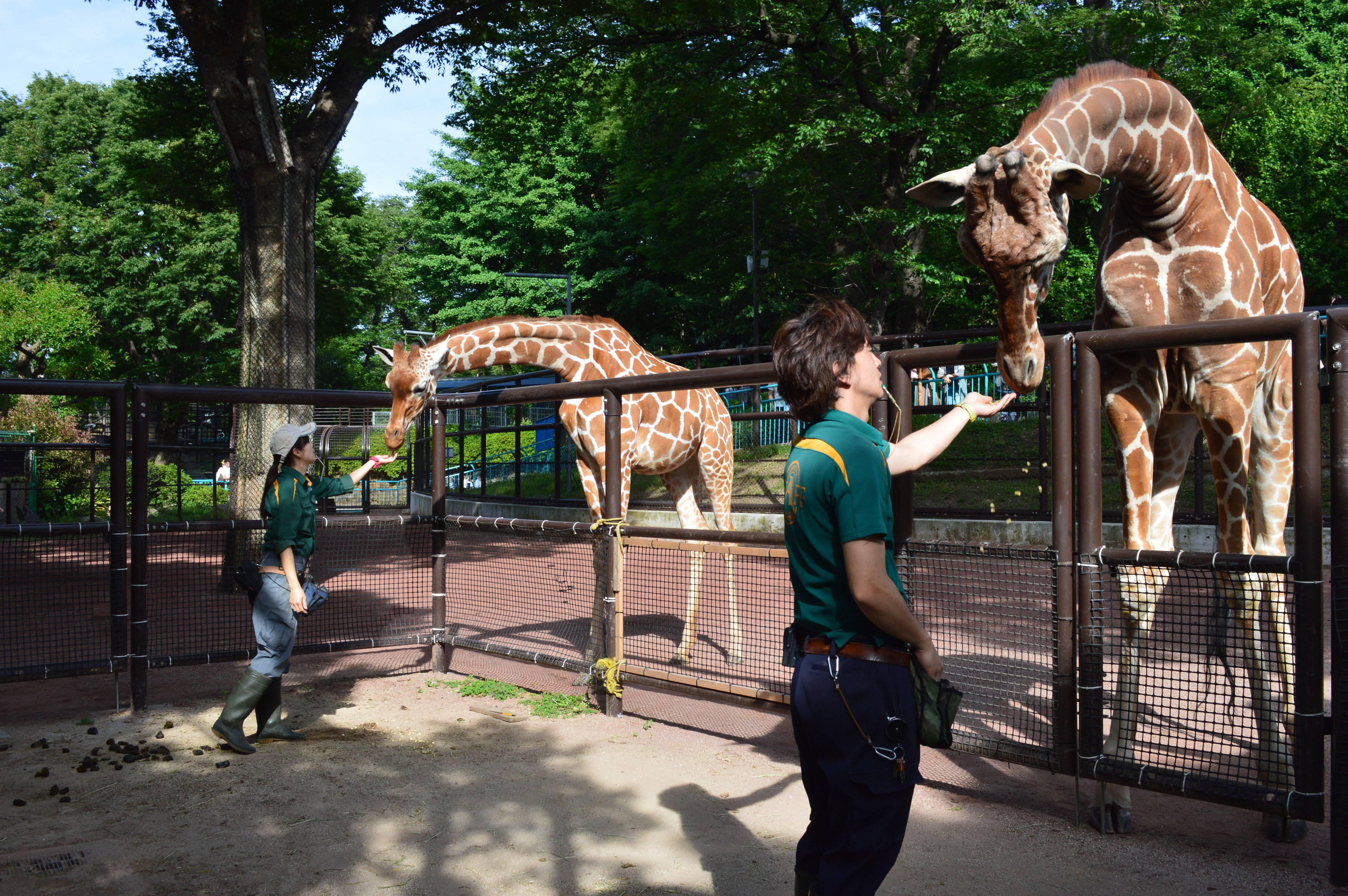 みんなでトレーニング!の写真