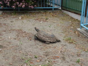 エミスムツアシガメ屋外展示始めました