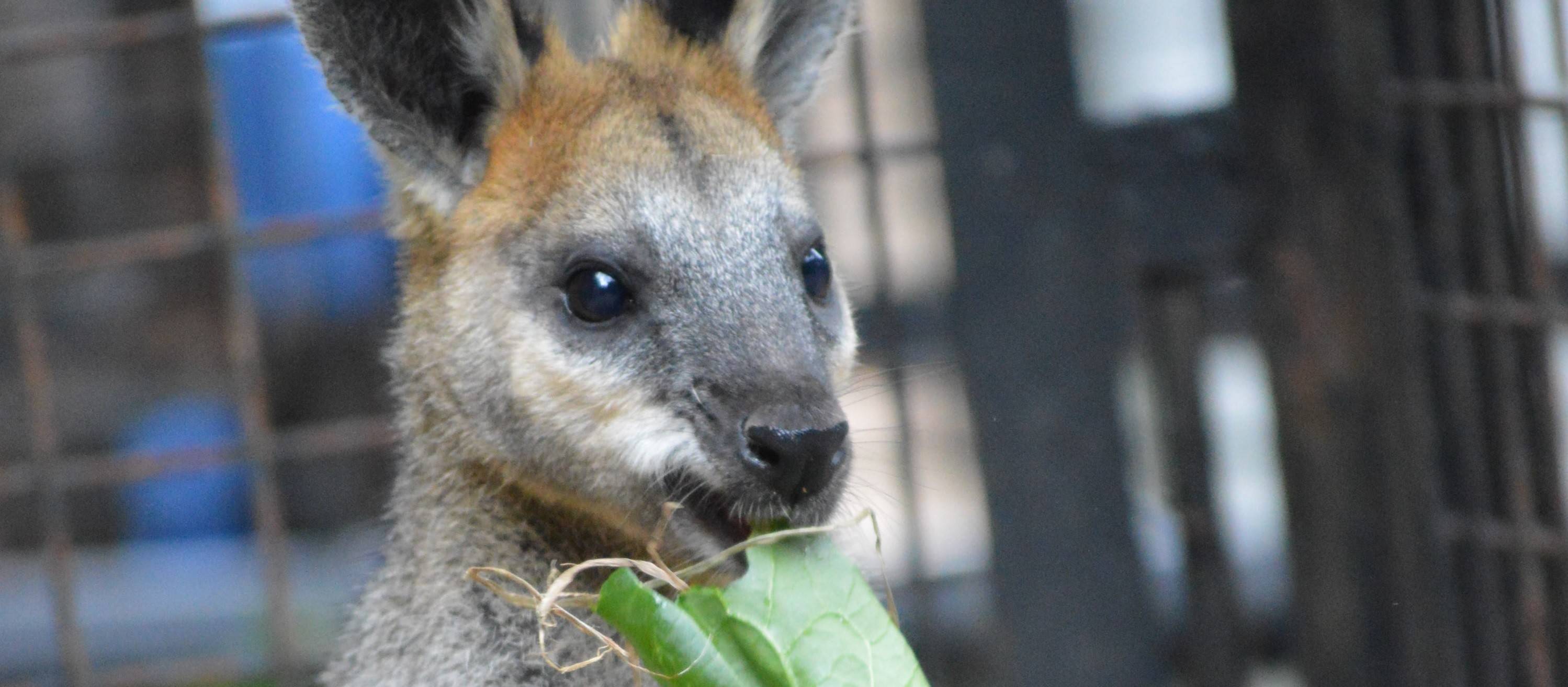 中止 ｵｸﾞﾛﾜﾗﾋﾞｰ 動物たちのお食事タイム 繰り返しイベント 野毛山動物園公式サイト 公益財団法人 横浜市緑の協会