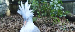 【カグー】どうぶつガイド