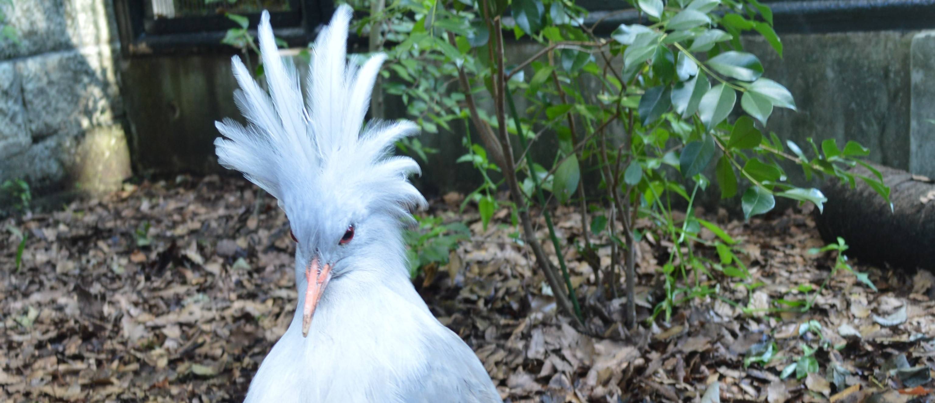 【カグー】どうぶつガイドの写真