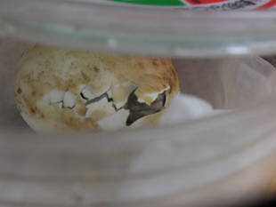 インドホシガメが孵りました