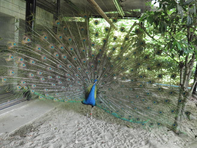 ビフォー アフター インドクジャク編 動物トピックス 野毛山動物園公式サイト 公益財団法人 横浜市緑の協会