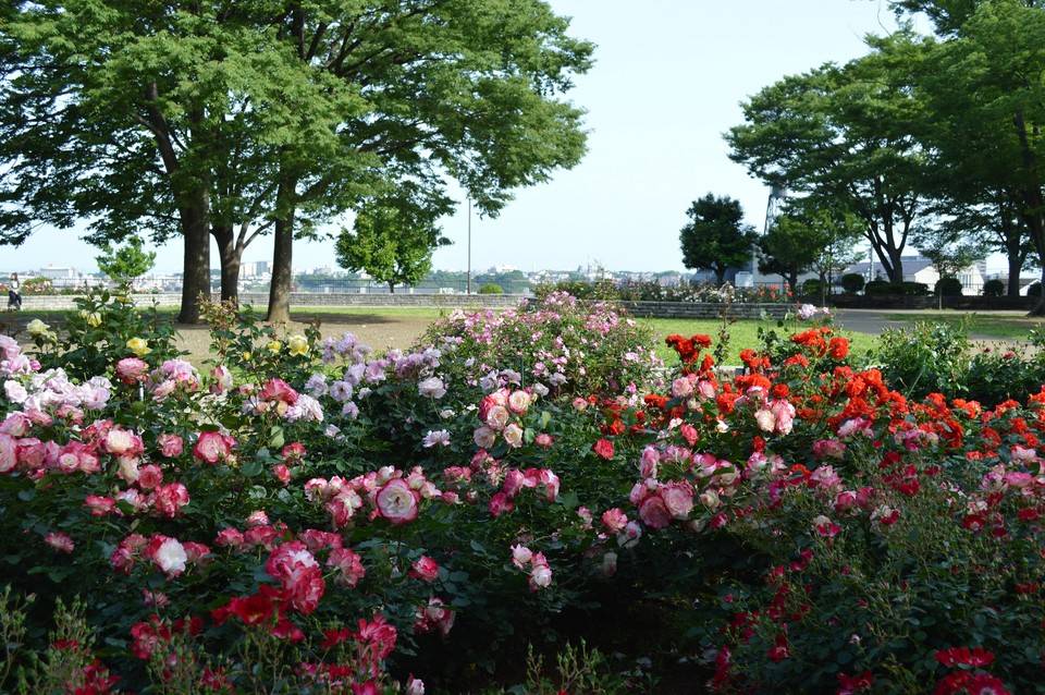 2018HPみどころバラ園.jpg