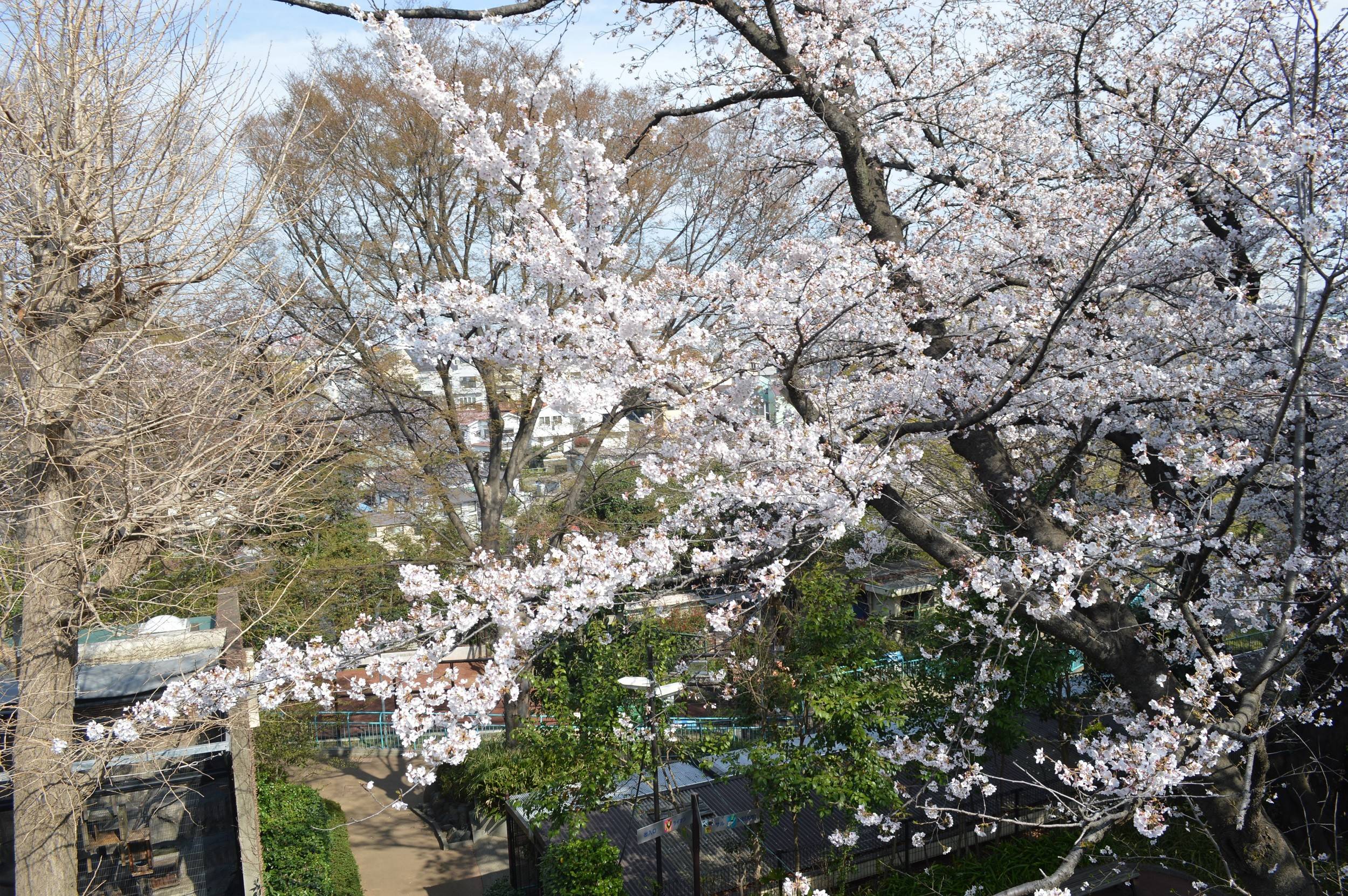 2018HPみどころ園内桜.jpg