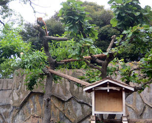 レッサーパンダ展示場をプチリニューアルしました！