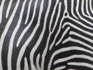 モモタロウが15歳になりました！