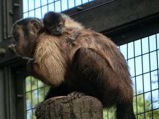 赤ちゃんがうまれました（フサオマキザル）
