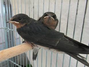 巣立ちの季節です。