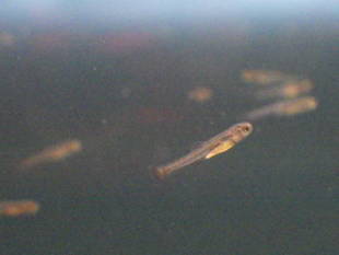 おさかな保育園その１　ミヤコタナゴ編