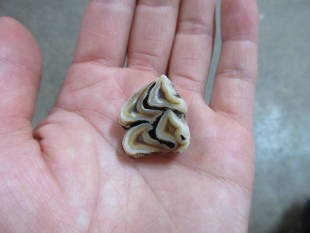 「モミジ」の奥歯が抜けたよ