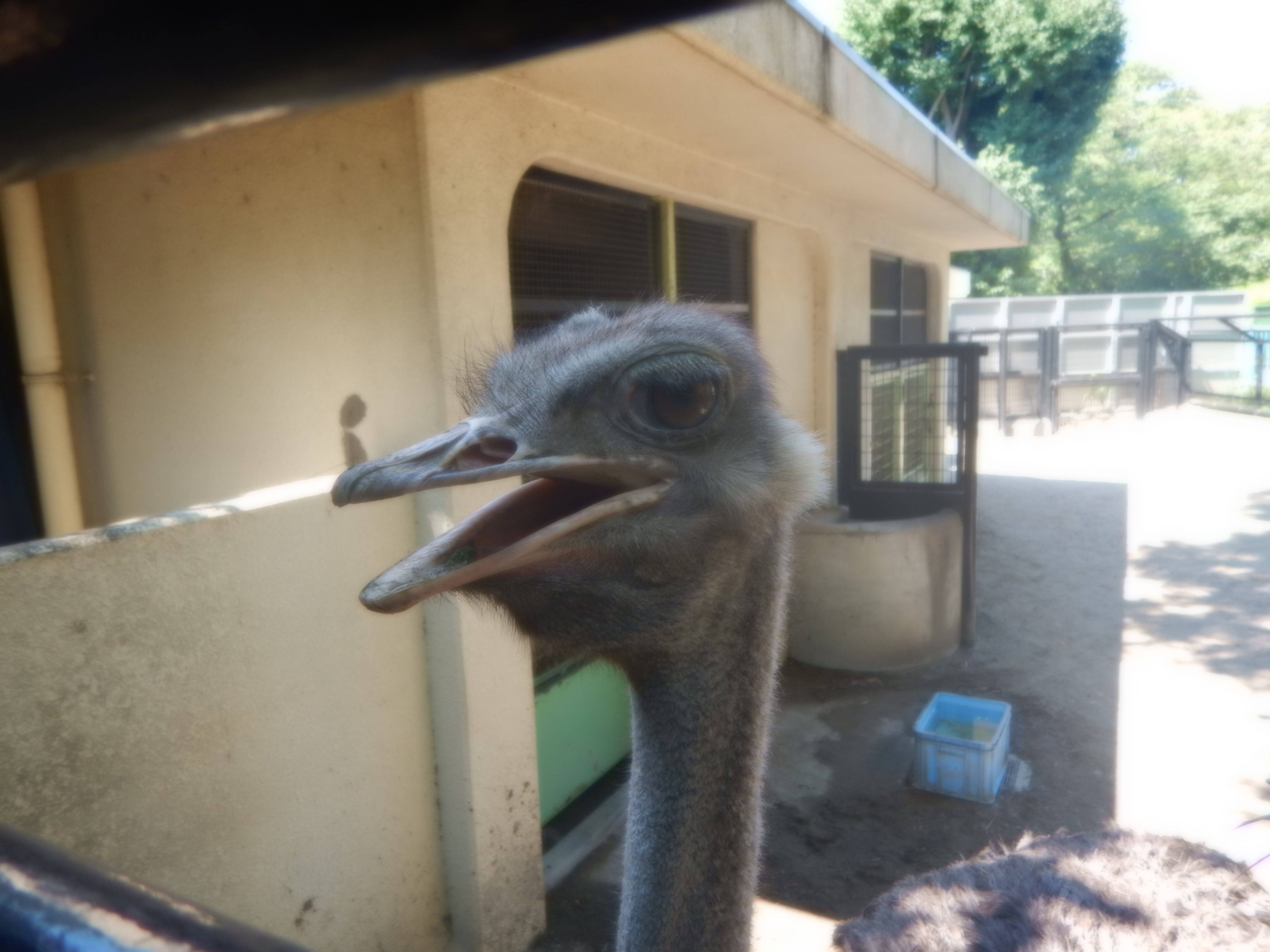 水を浴びたい季節の写真