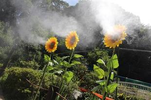 なかよし広場前にひまわりが出現