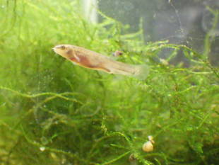 おさかな保育園その２　ホトケドジョウ編