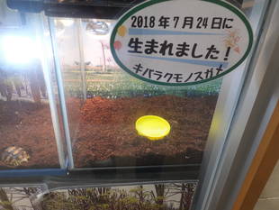 キバラクモノスガメが孵りました