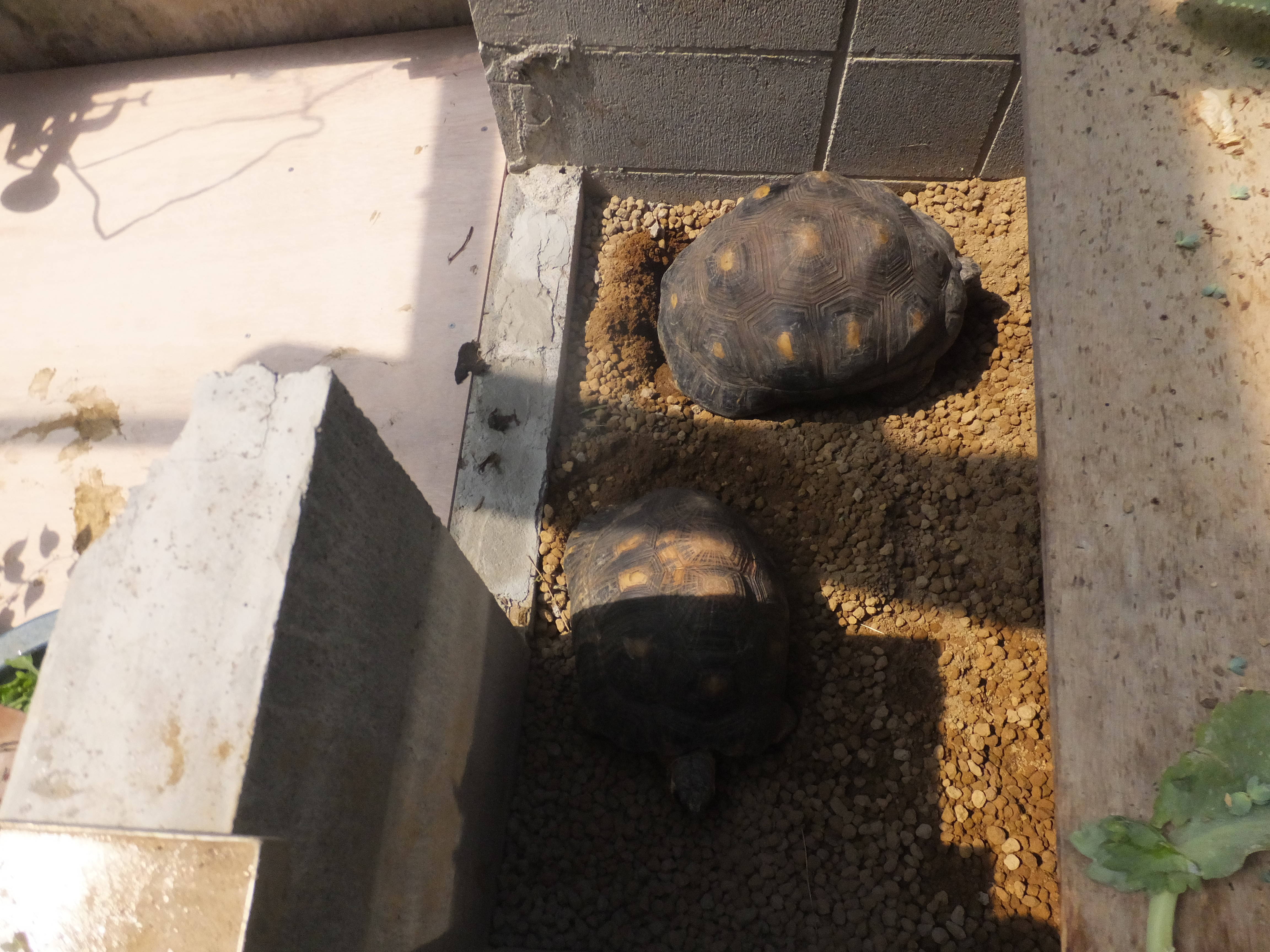 ホウシャガメが産卵しました その2の写真