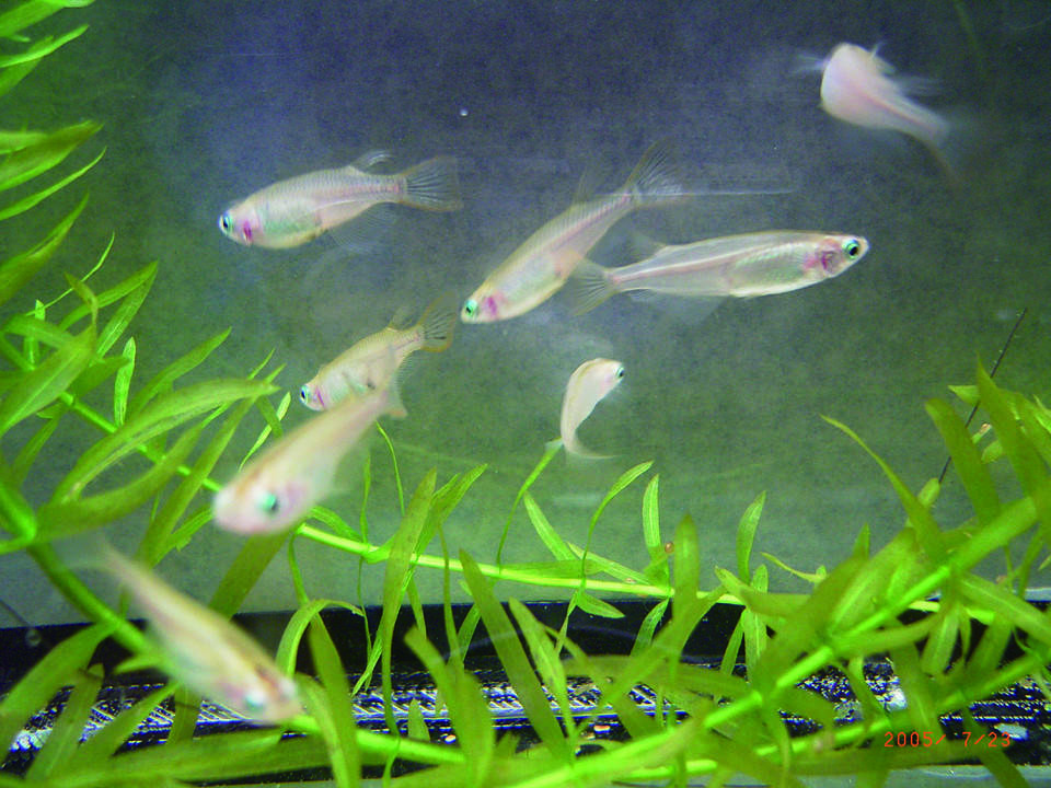 おさかな保育園その3 メダカ編の写真