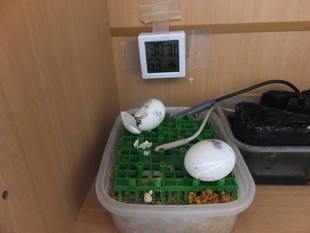 キバラクモノスガメが孵化しました