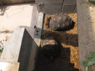 ホウシャガメが産卵しました　その1